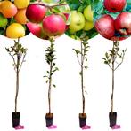 Malus domestica set + Pot 11cm 4 stuks, Verzenden, Halfschaduw