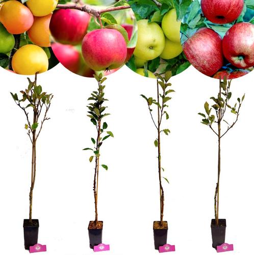 Malus domestica set + Pot 11cm 4 stuks, Tuin en Terras, Planten | Fruitbomen, Halfschaduw, Verzenden