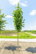 Acer platanoides hoogstam, Tuin en Terras, Planten | Tuinplanten