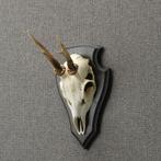 Reebok Schedel Taxidermie Opgezette Dieren By Max, Verzamelen, Ophalen of Verzenden, Nieuw, Wild dier, Opgezet dier