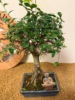 Japanese iep bonsai (Zelkova) - Hoogte (boom): 34 cm -