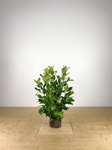 Prunus laur. Rotundifolia 80-100 cm beschikbaar voor biedingen