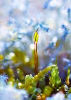 Inna Etuvgi - The Kiss