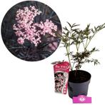 Sambucus nigra Black Lace + pot 19cm, Verzenden, Volle zon