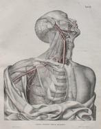 Friedrich Tiedemann - Tabulae arteriarum corporis humani.