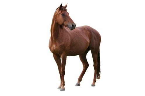 Horse Shampoo 500 ML, Dieren en Toebehoren, Paarden en Pony's | Verzorgingsproducten, Nieuw, Ophalen of Verzenden