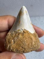 Megalodon - Fossiele tand - Carcharocles megalodon - 5.7 cm, Verzamelen, Mineralen en Fossielen
