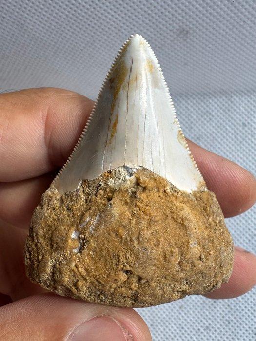 Megalodon - Fossiele tand - Carcharocles megalodon - 5.7 cm, Verzamelen, Mineralen en Fossielen