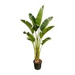 Actie Strelitzia Augusta | 250cm - Ø45cm nu voor 196.95, Huis en Inrichting, Verzenden