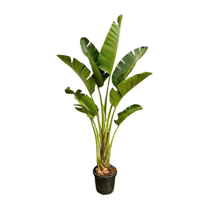 Actie Strelitzia Augusta | 250cm - Ø45cm nu voor 196.95, Huis en Inrichting, Kamerplanten, Verzenden