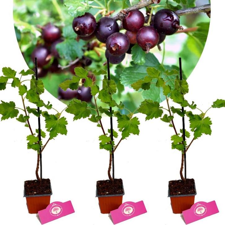 Ribes × nidigrolaria Jostaberry + Pot 9cm 3 st, Tuin en Terras, Planten | Fruitbomen, Halfschaduw, Verzenden