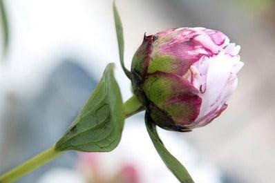 Geurolie Pioenroos voor melts kaarsen en zeep 20 ml, Hobby en Vrije tijd, Knutselen, Nieuw, Ophalen of Verzenden