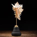 Decoratief Ramose Murex - Zeeslak Schelp op Houten en, Nieuw