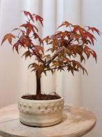 Japanese maple bonsai (Acer palmatum) - Hoogte (boom): 20 cm
