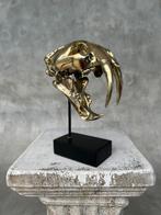 Beeld, NO RESERVE PRICE - Saber Tooth Tiger Skull - Smilodon, Antiek en Kunst