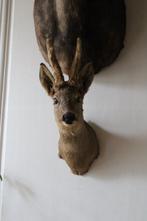 Ree Taxidermie wandmontage - Capreolus capreolus - 60 cm -, Nieuw