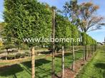 Groenblijvende leibomen leilaurier photinia leibeuk leilinde, Ophalen