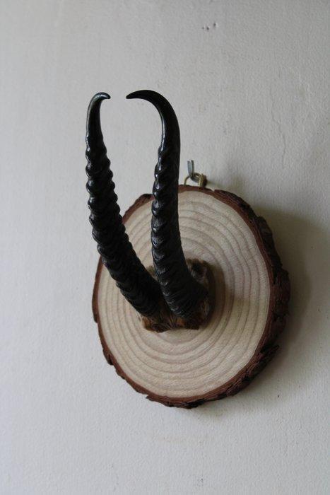 Jachttrofee, Antiek en Kunst, Curiosa en Brocante