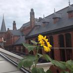 Moderne loft in Zwolle centrum gevonden in Zwolle, Direct bij eigenaar, Zwolle, Overijssel
