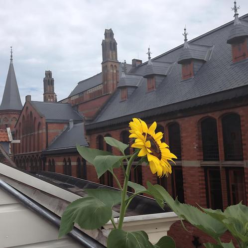 Moderne loft in Zwolle centrum gevonden in Zwolle, Huizen en Kamers, Huizen te huur, Direct bij eigenaar, Overijssel