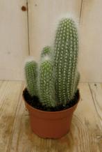 Kamerplant Stekel Cactus - Warentuin Natuurlijk, Verzenden