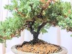 Jeneverbes bonsai (Juniperus) - Hoogte (boom): 15 cm -