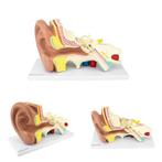 Anatomie model oor, 20x36x15 cm, Verzenden, Nieuw