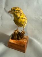 Serin Taxidermie volledige montage - Serinus serinus (with, Nieuw