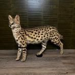 Serval  Taxidermie Opgezette Dieren By Max