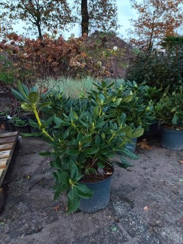 Rhododendron Schneeauge beschikbaar voor biedingen