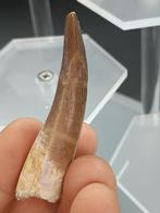 Plesiosaurus - Fossiele tand - 6 cm (Zonder Minimumprijs), Verzamelen, Mineralen en Fossielen