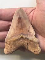 Megalodon tand 8,8 cm - Fossiele tand - Carcharocles, Nieuw