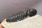 Fossiel - Fossiel skelet - Phacops - 5.5 cm (Zonder, Verzamelen, Mineralen en Fossielen
