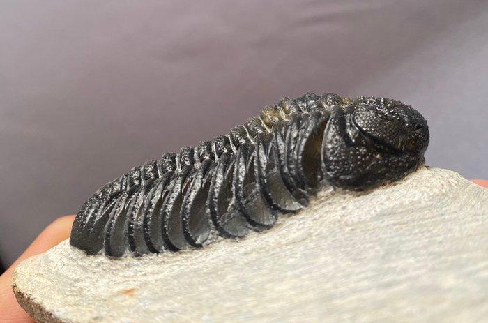 Fossiel - Fossiel skelet - Phacops - 5.5 cm (Zonder, Verzamelen, Mineralen en Fossielen
