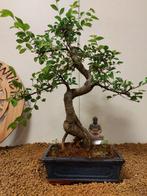 Japanese iep bonsai (Zelkova) - Hoogte (boom): 41 cm -