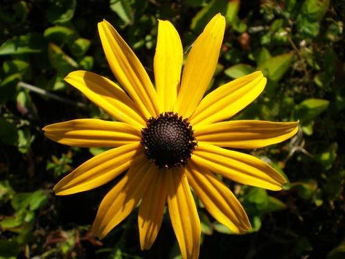 Gele zonnehoed Rudbeckia Goldsturm P9, Tuin en Terras, Planten | Tuinplanten, Vaste plant, Volle zon, Zomer, Ophalen of Verzenden