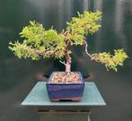 Jeneverbes bonsai (Juniperus) - Hoogte (boom): 28 cm -