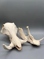 Wrattenzwijn Schedel van een zoogdier - Phacochoerus