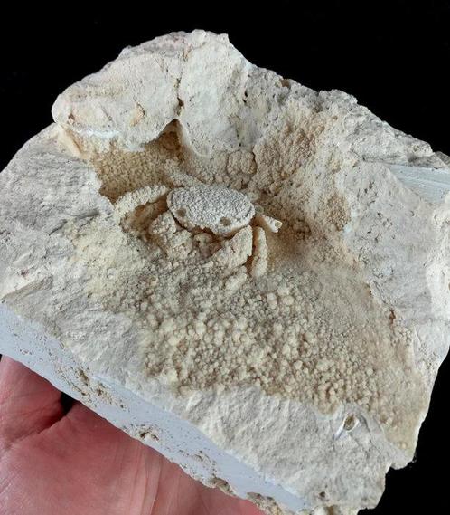 Prachtige zoetwaterkreeft - fossiele exemplaar in de, Verzamelen, Mineralen en Fossielen
