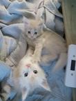 Te koop twee maincoon katers met stamboom
