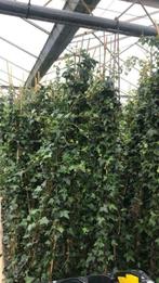 Hedera hibernica 20/40 t/m 225/250 cm, Tuin en Terras, Planten | Tuinplanten, Vaste plant, Ophalen of Verzenden, Klimplanten