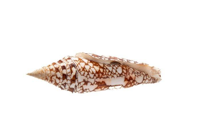 Koningin van de Conus-slakken  GEM  RARE Taxidermie, Verzamelen, Dierenverzamelingen