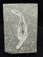 Fossiele plaatmatrix - Keichousaurus sp. - 16 cm - 11 cm, Verzamelen