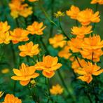 Trollius chinensis Golden Queen - Wortelgoed - 5 stuks, Tuin en Terras, Planten | Tuinplanten, Verzenden