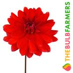 The Bulb Farmers - 12 x Dahlia Heatwave - rood, Tuin en Terras, Bloembollen en Zaden, Voorjaar, Bloembol, Verzenden, Volle zon