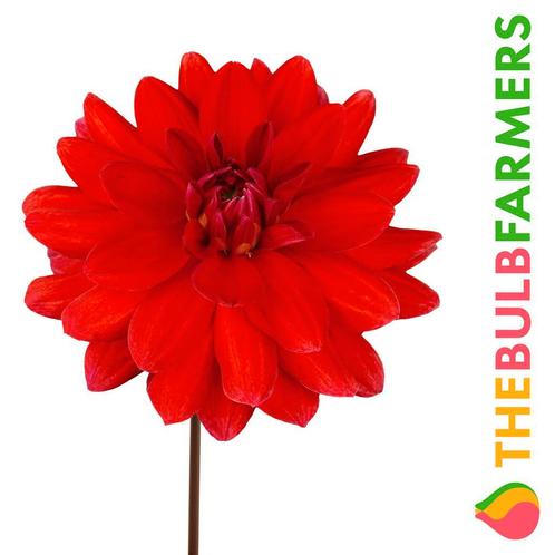 The Bulb Farmers - 12 x Dahlia Heatwave - rood, Tuin en Terras, Bloembollen en Zaden, Bloembol, Voorjaar, Volle zon, Verzenden