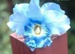Lichtblauwe orchidee zijdebloem kunstbloem zijd, Nieuw, Ophalen of Verzenden