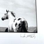 Linda McCartney (1941-1998) - Stallion and the standing