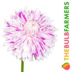 The Bulb Farmers - 12 x Dahlia Avignon - wit met lila, Tuin en Terras, Bloembollen en Zaden, Voorjaar, Bloembol, Verzenden, Volle zon