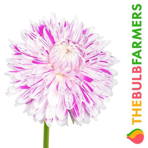 The Bulb Farmers - 12 x Dahlia Avignon - wit met lila, Tuin en Terras, Bloembollen en Zaden, Bloembol, Voorjaar, Volle zon, Verzenden